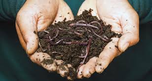 Vermicompost